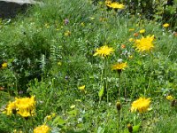 Pyrenees 531 : Fleurs