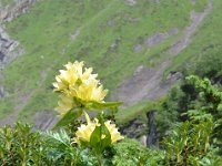 Pyrenees 532 : Fleurs