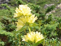 Pyrenees 533 : Fleurs