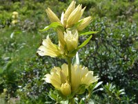 Pyrenees 534 : Fleurs