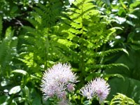 Pyrenees 537 : Fleurs