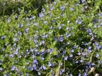 Pyrenees 541 : Fleurs