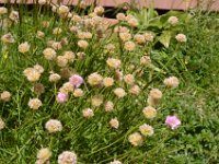 Pyrenees 542 : Fleurs
