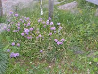 Pyrenees 550 : Fleurs