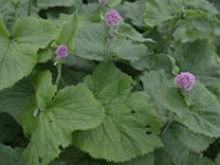 Pyrenees 551 : Fleurs