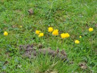 Pyrenees 560 : Fleurs