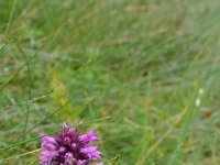 Pyrenees 050 : Fleurs