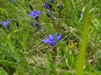 Pyrenees 149 : Fleurs