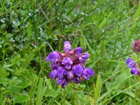Pyrenees 126 : Fleurs