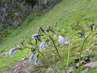 Pyrenees 130 : Fleurs