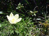 Pyrenees 300 : Fleurs