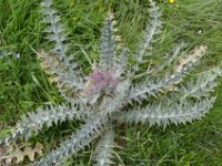 Pyrenees 325 : Fleurs