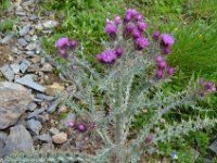 Pyrenees 327 : Fleurs