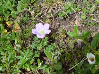 Pyrenees 328 : Fleurs