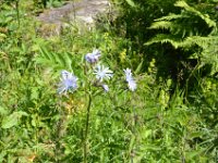 Pyrenees 335 : Fleurs