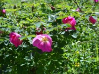 Pyrenees 346 : Fleurs