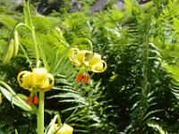 Pyrenees 354 : Fleurs