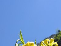 Pyrenees 355 : Fleurs