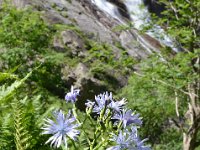 Pyrenees 356 : Fleurs