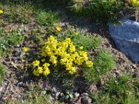Pyrenees 426 : Fleurs