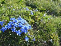 Pyrenees 427 : Fleurs