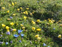 Pyrenees 428 : Fleurs