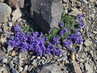 Pyrenees 431 : Fleurs