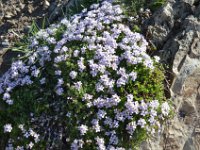 Pyrenees 432 : Fleurs