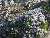 Pyrenees 433 : Fleurs