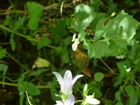 Pyrenees 506 : Fleurs