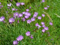 Pyrenees 518 : Fleurs