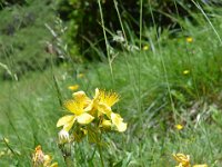 Pyrenees 527 : Fleurs