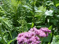 Pyrenees 535 : Fleurs