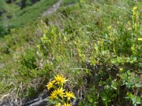 Pyrenees 536 : Fleurs