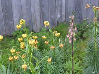 Pyrenees 549 : Fleurs