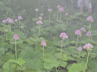 Pyrenees 552 : Fleurs