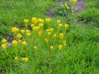 Pyrenees 567 : Fleurs