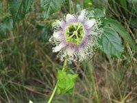 Passiflore
