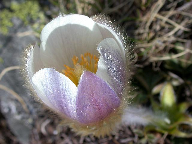DSCN4292.JPG