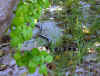 _serpent.jpg (85423 octets)