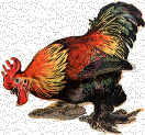 ferme_coq.jpg (26255 octets)