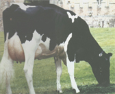 ferme_loralie.jpg (28081 octets)