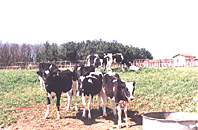 ferme_veaux.jpg (20902 octets)