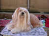 cibeins2004_chien.jpg (13504 octets)