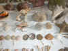 cibeins2004_coquillages.jpg (15334 octets)