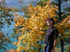 aiguebelette_feuilles_jaunes.jpg (33870 octets)