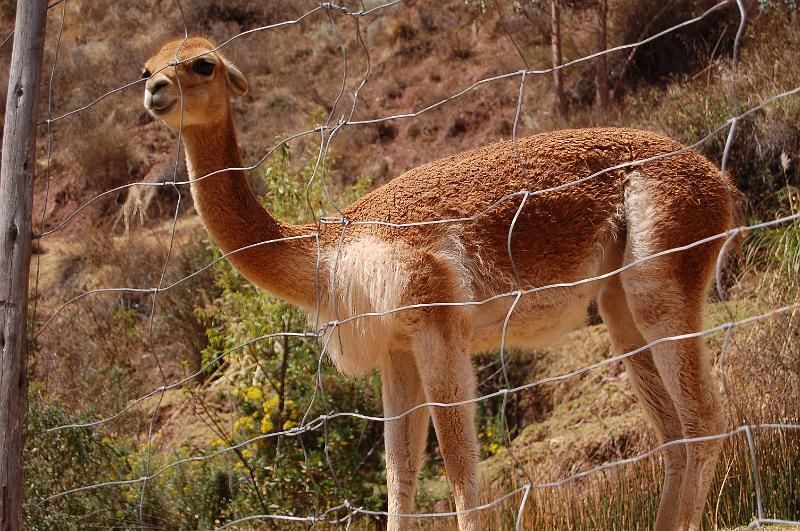 DSC_4968.JPG - La vigogne a une hauteur au garrot de 0,7 à 1,10 mètres et elle est longue de 1,40 à 2 mètres, ce qui fait d'elle le plus petit des camélidés. La vigogne possède un cou long et musclé et un museau fin. Sa courte queue est fauve sur le dessus et blanche ou beige en dessous. Ses oreilles sont longues, pointues et fines, ses pattes, longues et fines également. Les incisives inférieures de la vigogne sont très longues et elle poussent continuellement, comme chez les rongeurs.