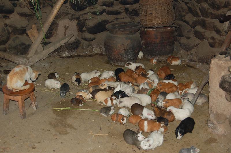 DSC_5159.JPG - Dans les maisons en général, les cochons d'inde surveillé par le chat....Que de futurs repas de fête!