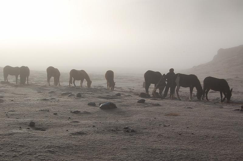 DSC_5787.JPG - Les mules au petit matin du 3ème jour.