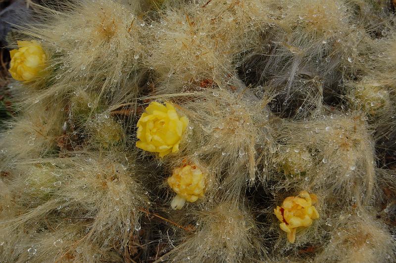 DSC_5792.JPG - Fleurs de cactus en rosée!